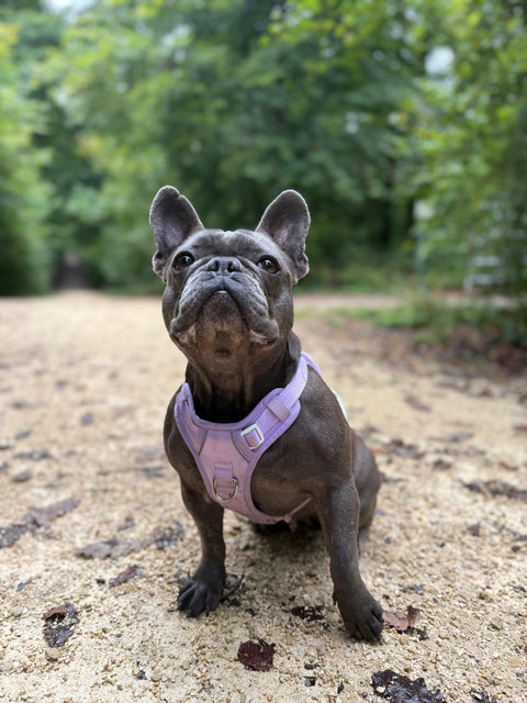 Hundegeschirr oder Halsband? So findest du das richtige Zubehör für deine Hunderasse