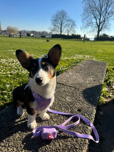 Hund & Mensch: 5 Tipps, um die Bindung zu deinem Hund zu stärken