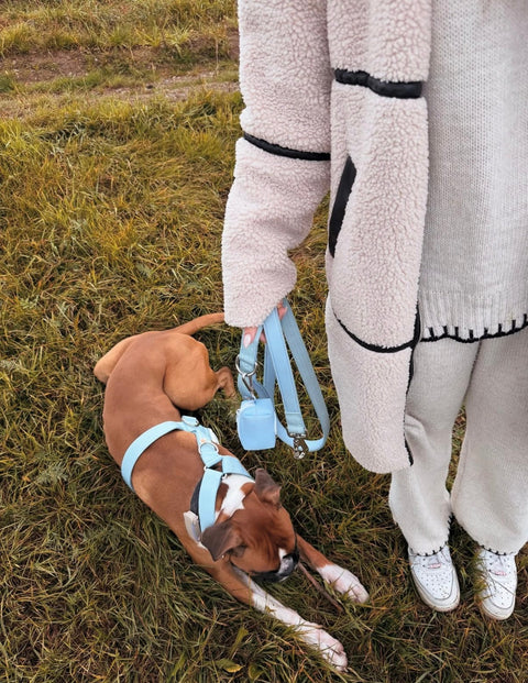 Herbst mit Hund: Das richtige Zubehör für Regen, Matsch & Sicherheit 🍂