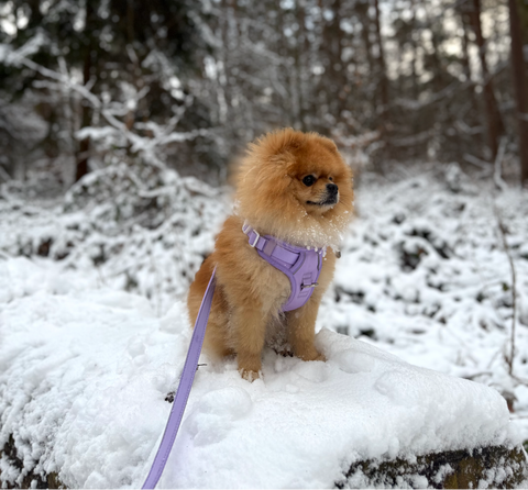 zwergspitz im schnee 