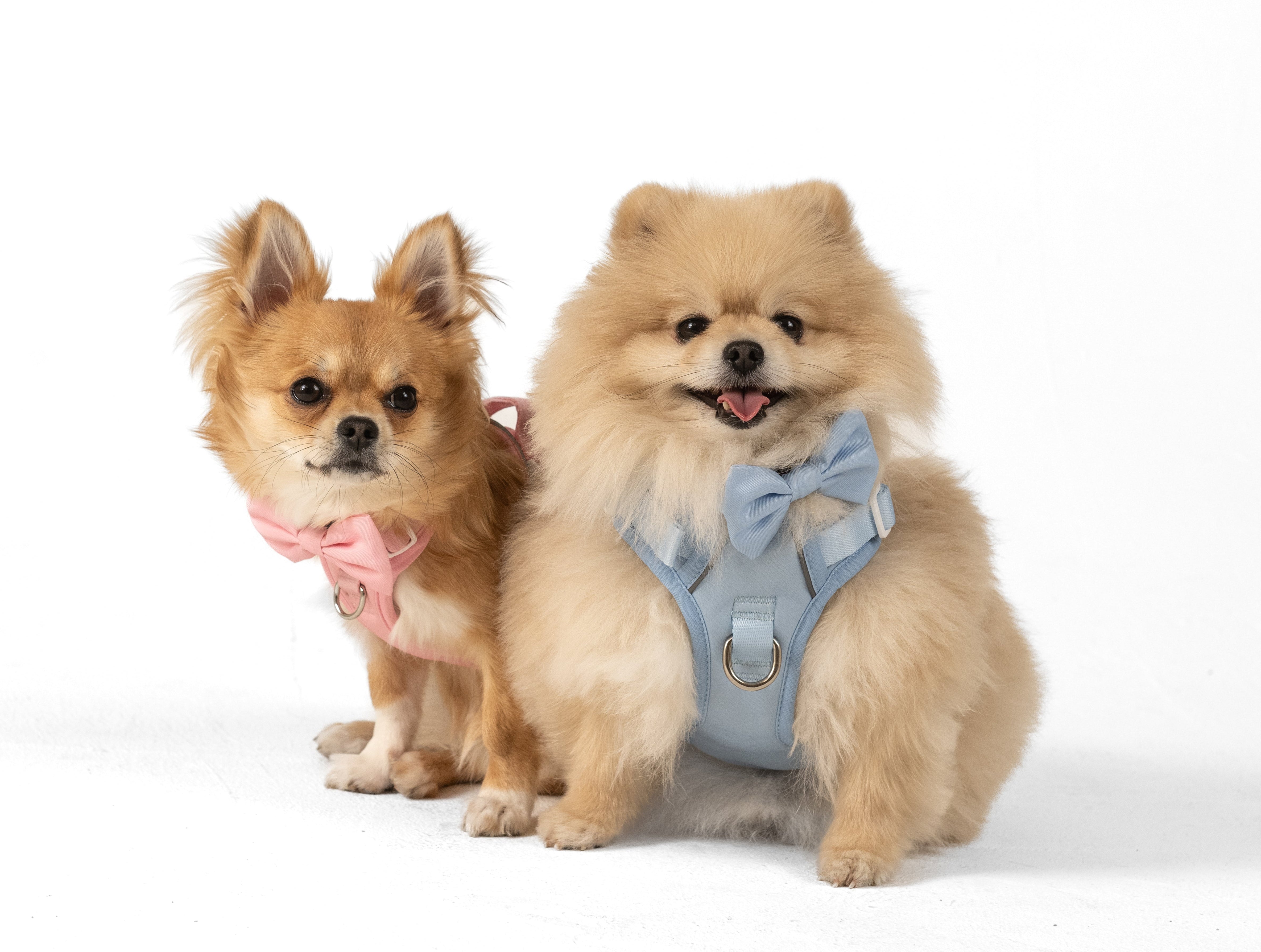 5 Ideen für spannende Aktivitäten mit deinem Hund – SimplePets