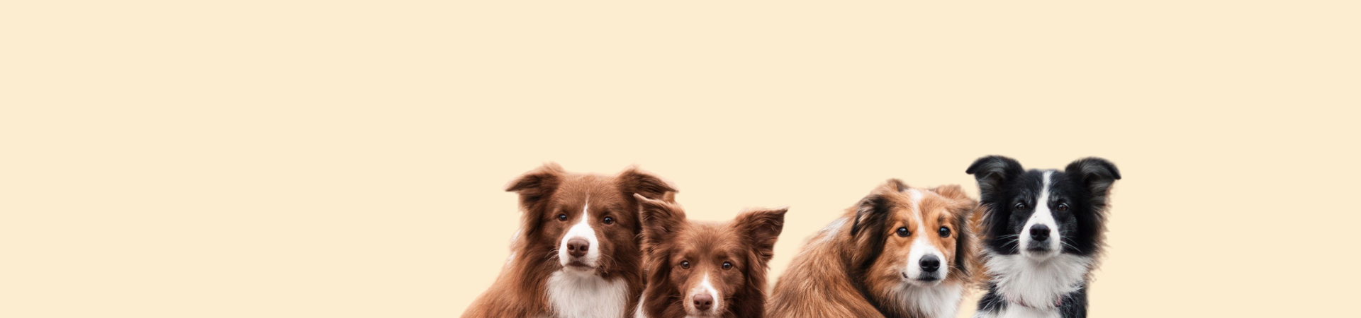 Alle Produkte – SimplePets