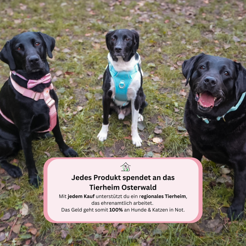 Step-In Geschirr Set mit Hundeleine light