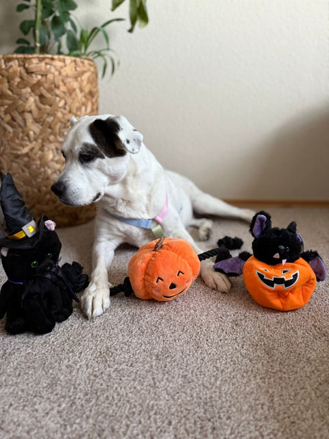 Halloween Special