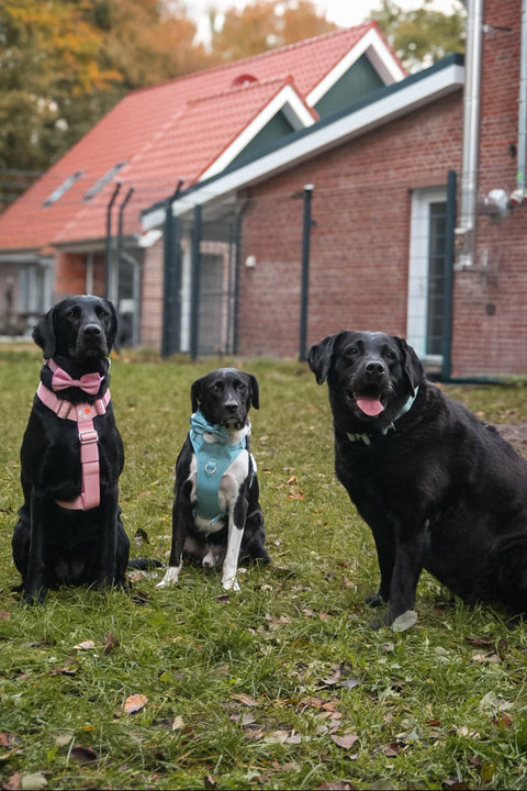 3 Hunde aus dem Tierheim mit Hundezubehör von SimplePets