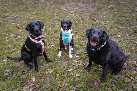 3 Hunde aus dem Tierheim mit Hundezubehör von SimplePets
