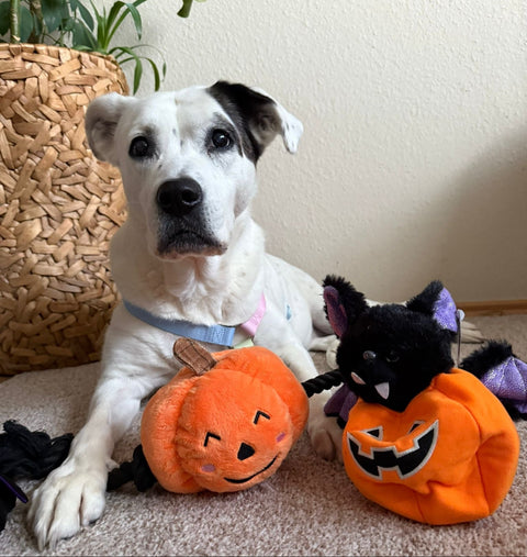 Halloween Special