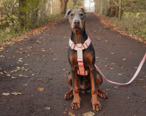Für Hunde mit Power