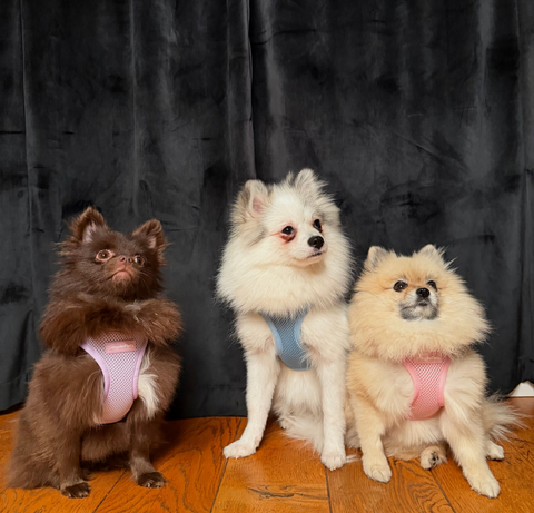 Step-In Geschirr Set mit Hundeleine light