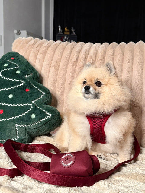 Step-In Geschirr Set mit 2,5m verstellbare Führ/Handsfreeleine