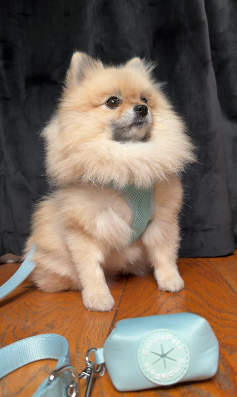 Step-In Geschirr Set mit Hundeleine light