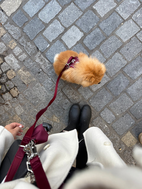 Entdecke unsere neue Führ & Handsfreeleine