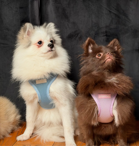 Step-In Geschirr Set mit Hundeleine light