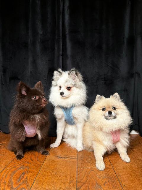 Step-In Geschirr Set mit Hundeleine light