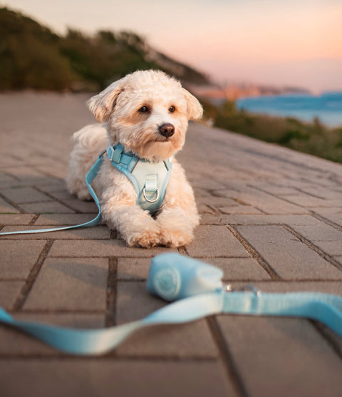 Maltipoo im Hundegeschirr bei Sonnenuntergang