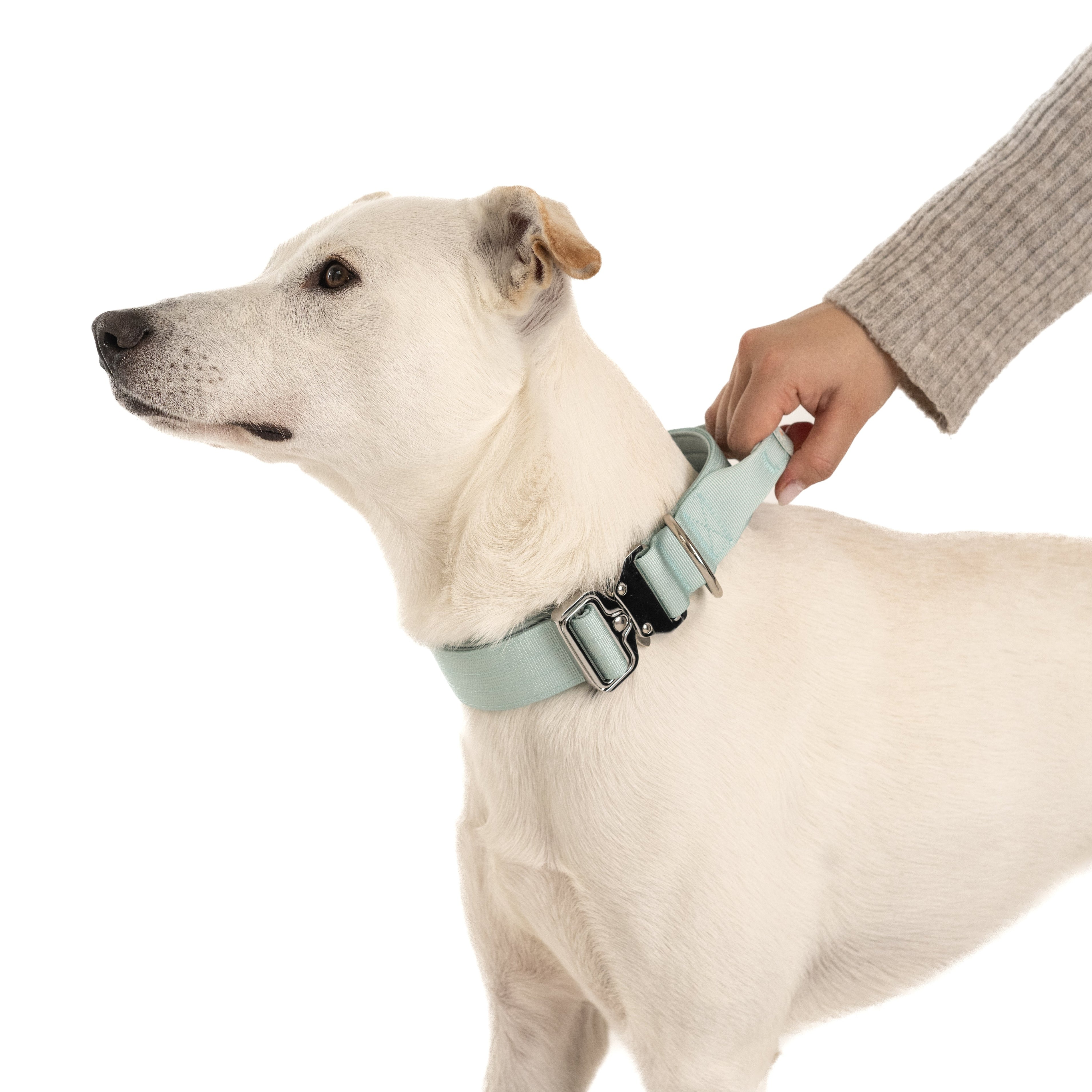 SimplePets: Hundezubehör, das spendet