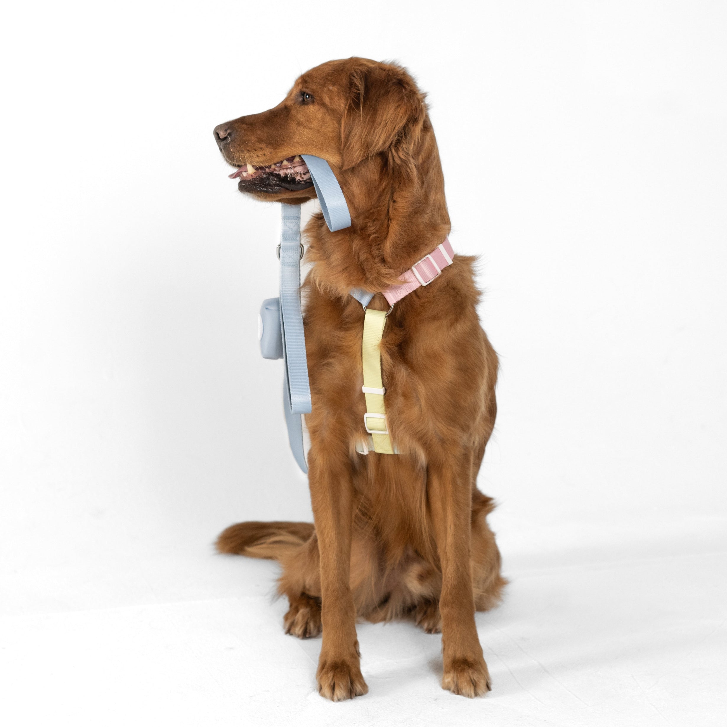 SimplePets: Hundezubehör, das spendet